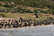 Cormarants, stork, pelican, terns, hippo and warthogs